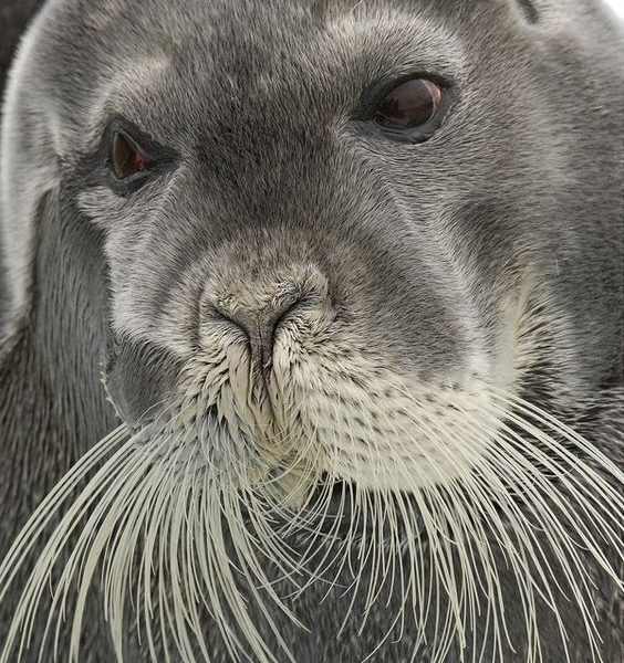 arctic seal watching tours