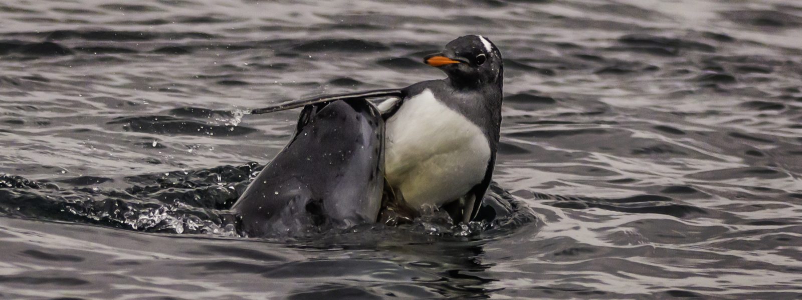 antarctica penguin for lunch