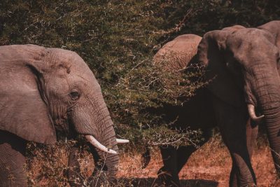Kruger National Park Elephants - pexels