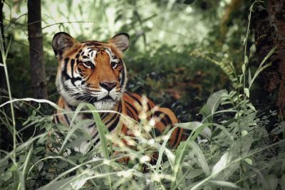 India Tiger small group tours